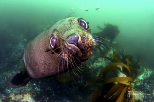 Curious Cape fur seal, Patridge point,False bay, South Af... by Filip Staes 